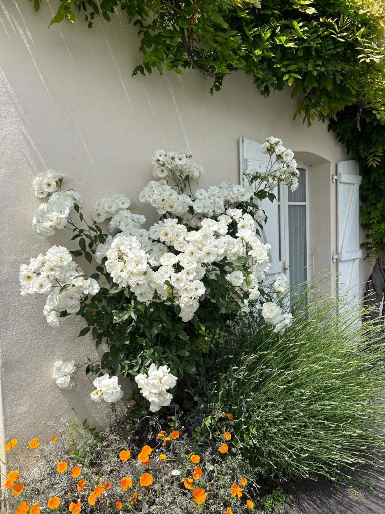 La Glycine B&B Sainte-Colombe  Exteriér fotografie